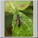 Tenthredo velox - Blattwespe 03a 12mm.jpg